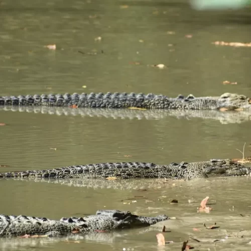 jumping crocodile tours darwin