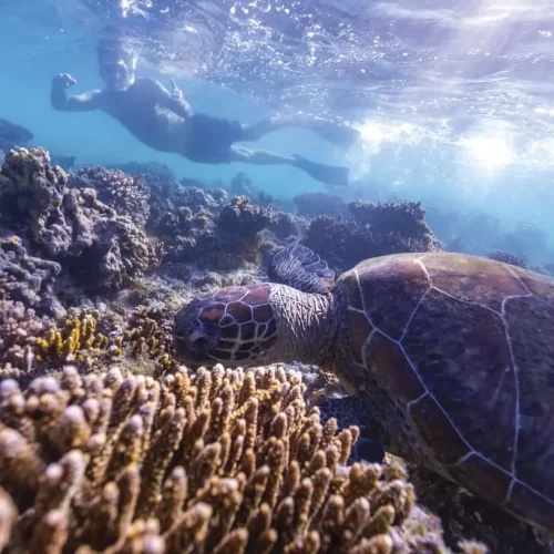 best whale shark tour exmouth