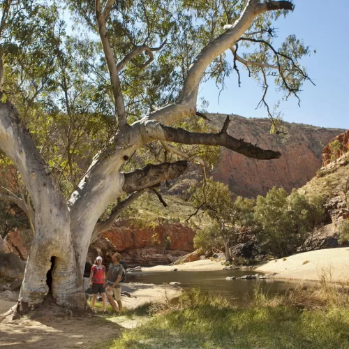 day trips from alice springs