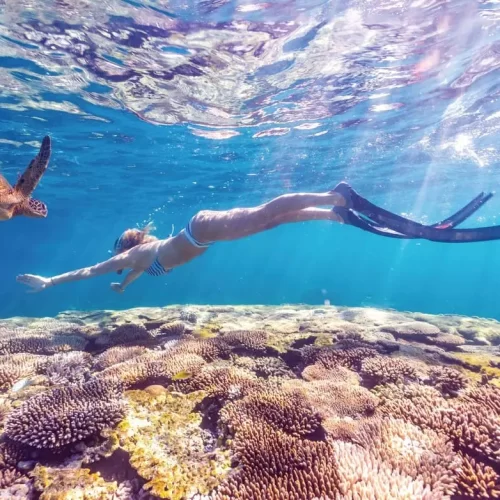 ningaloo reef whale shark tours