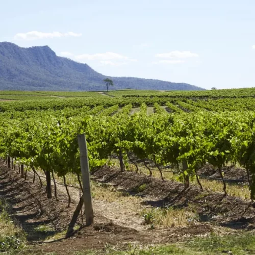 vineyard tours hunter valley