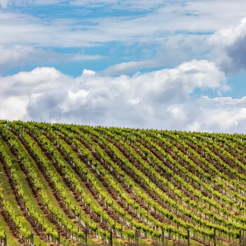 wine tours hunter valley