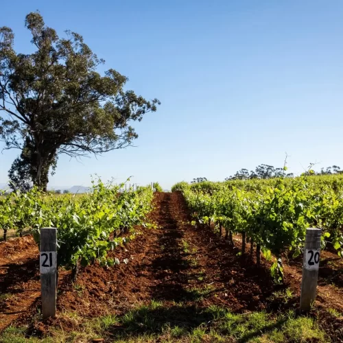 wine tours in hunter valley