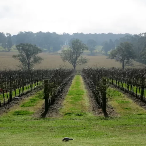 wine tours in the hunter valley